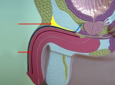 ligamentos penianos